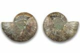 Cut & Polished, Agatized Ammonite Fossil - Crystal Pockets #323386-1